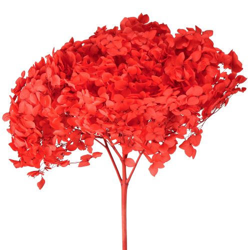 gjenstander Dekorativ hortensia: konserverte tørkede blomster for elegant interiørdesign