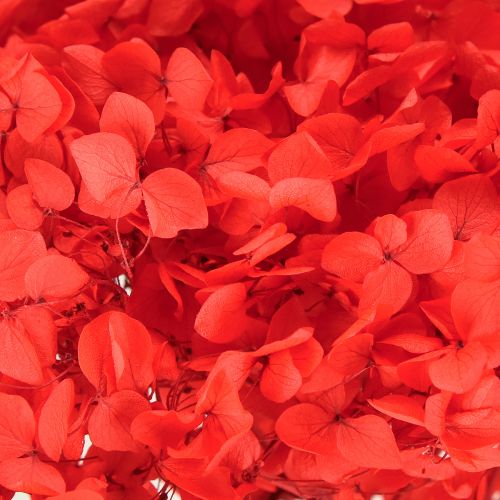 gjenstander Dekorativ hortensia: konserverte tørkede blomster for elegant interiørdesign