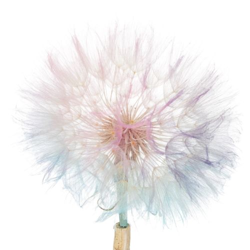 gjenstander Løvetanndekorasjon, tørkede blomster, stabilisert og farget, delikat, slitesterk, 12 cm, 4 stk.