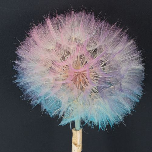 gjenstander Løvetanndekorasjon, tørkede blomster, stabilisert og farget, delikat, slitesterk, 12 cm, 4 stk.