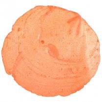 gjenstander Capiz skjell Capiz skiver perlemor skiver appelsin 7,5–9,5 cm 300g