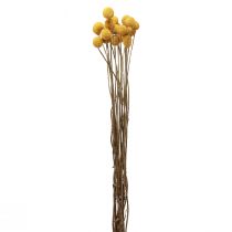 gjenstander Tørkede blomster Craspedia tørket, trommestikker gul 50cm 20stk
