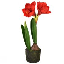 gjenstander Amaryllis i kunstige mosekuler - knallrøde blomster, 49 cm - elegant og naturlig romdekorasjon