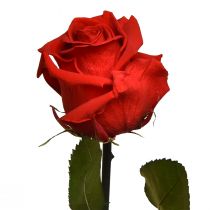 gjenstander Infinity Rose med blader bevart Amorosa Red L54cm