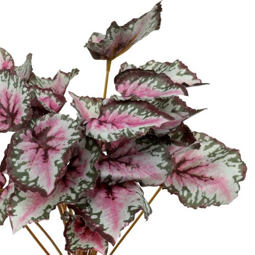 gjenstander Begonia buskegrønn, fiolett 34cm