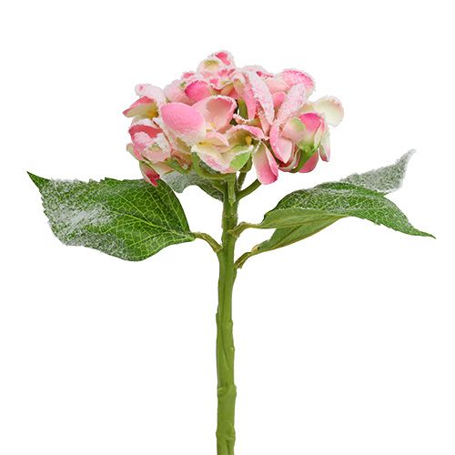 Hortensia rosa med snø 33cm 4 stk