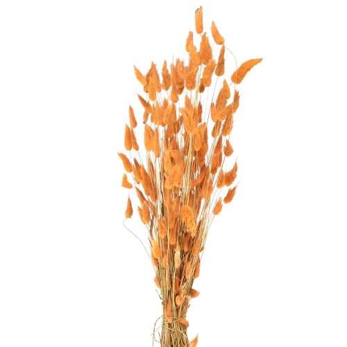 Floristik24 Hare&#39;s Tail Grass Lagurus Tørket aprikos 55-60cm 50g