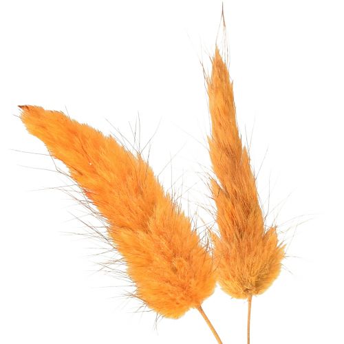 gjenstander Hare&#39;s Tail Grass Lagurus Tørket aprikos 55-60cm 50g