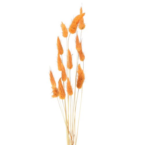 gjenstander Hare&#39;s Tail Grass Lagurus Tørket aprikos 55-60cm 50g