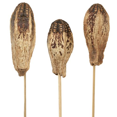 Floristik24 Mahogny Pod Pods Tørr Dekorasjon Naturlig 45cm 50 stk