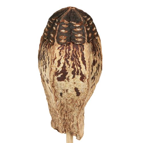 gjenstander Mahogny Pod Pods Tørr Dekorasjon Naturlig 45cm 50 stk