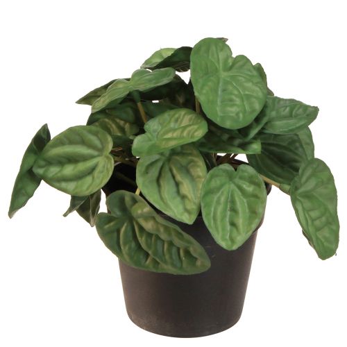 Peperomia Green Twist - Robust, dekorativ potteplante i 20 cm potte