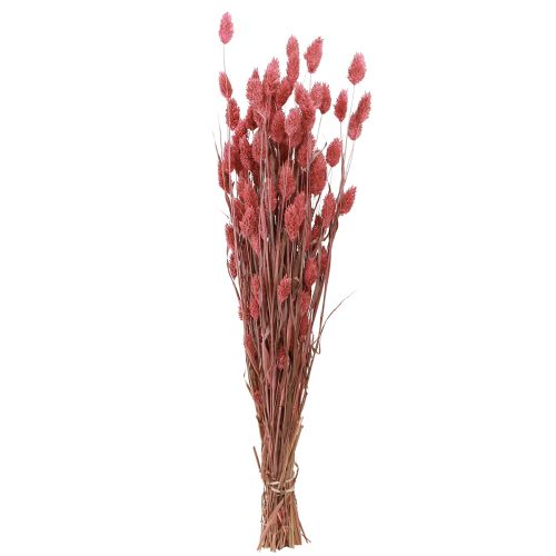 gjenstander Phalaris skinne gress tørkede blomster rosa 64cm 70g × 2 bunter