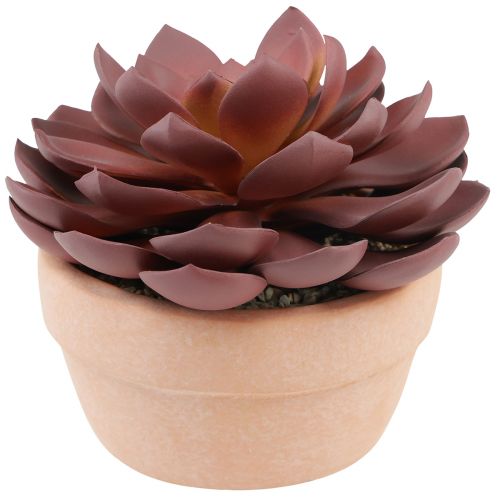 Sukkulent plante i potte Echeveria kunstrød Ø15cm