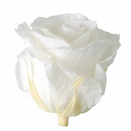 gjenstander Infinity Roses Large Ø5,5-6cm Hvit 6 stk