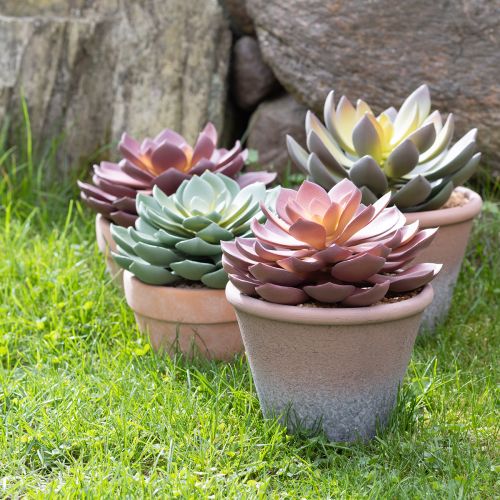 Sukkulentplante i potte Echeveria kunstrød årgang Ø15cm H16cm