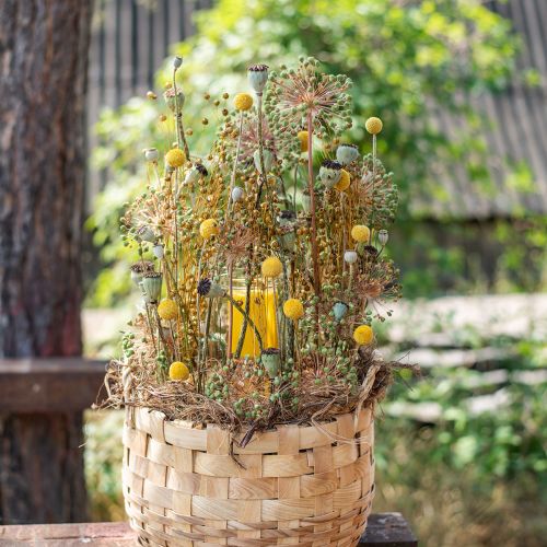 gjenstander Tørkede blomster Craspedia tørket, trommestikker gule 50cm 20 stk