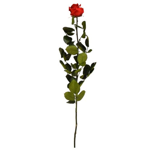 Amorosa Red Infinity Rose med blader bevart L54cm