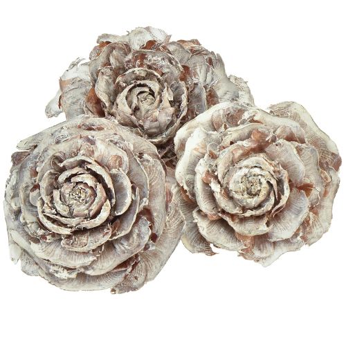 Floristik24 Cedar kjegler kuttet som rose Cedar rose 4-6cm hvit/naturlig 50 stk