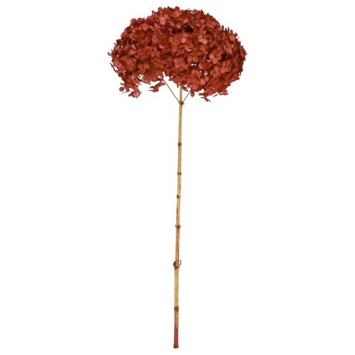 gjenstander Hortensia konserverte tørkede blomster Rød Ø20cm L50–60cm