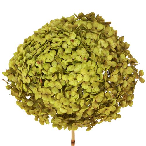 Bevart hortensia stor i grønn Ø20cm L50–60cm