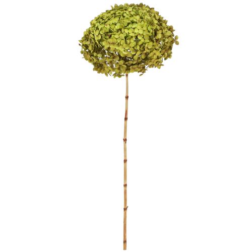 gjenstander Bevart hortensia stor i grønn Ø20cm L50–60cm