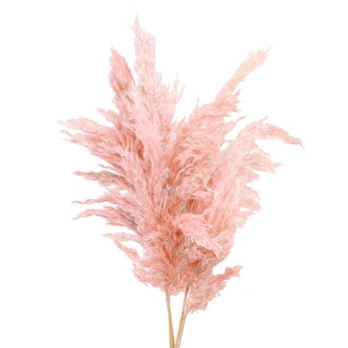 Floristik24 Pampas gress tørket rosa tørr blomsterdekor 65-75 cm 6 stk i en haug