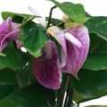 Floristik24 Kunstige blomster kunstige anthurium kunstige planter i potte 41cm