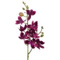 Floristik24 Liten orkidé Phalaenopsis kunstig blomst mørk lilla 30cm