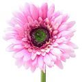 Floristik24 Kunstige blomster Gerbera Hage Kunstige blomster Rosa 47cm