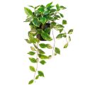 Floristik24 Philodendron Scindapsus med potte, lett å ta vare på - ideell for kontor og hjem 32cm