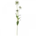Floristik24 Scabiose kunstig blomst hvit hageblomst H64cm bunt med 3 stk