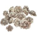 Floristik24 Cedar kjegler kuttet som rose Cedar rose 4-6cm hvit/naturlig 50 stk