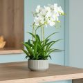 Floristik24 Kunstige orkideer kunstige blomster i en gryte hvit 60cm