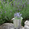 Floristik24 Mini lavendel i potte kunstig plante lavendel dekorasjon H16cm